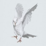 Dove On White