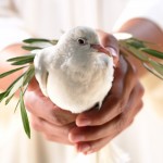 Dove Olive Branch