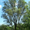 Ulmus Pumila